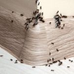 Ants in Your Lake Butler Home