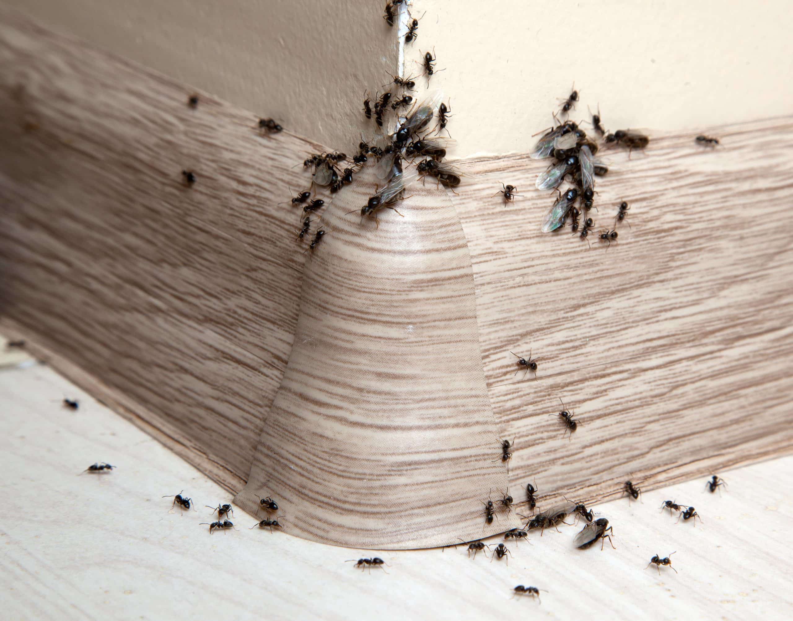 Ants in Your Lake Butler Home