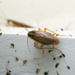 How to Prevent Cockroaches
