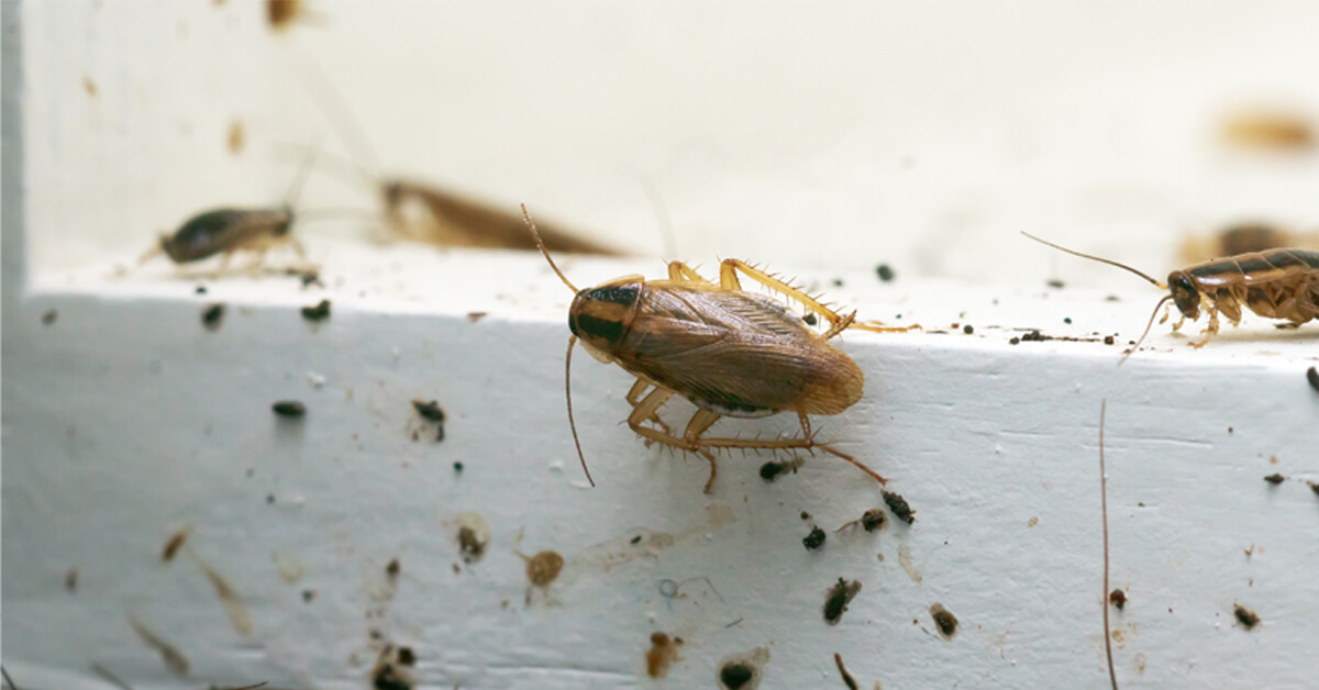 How to Prevent Cockroaches