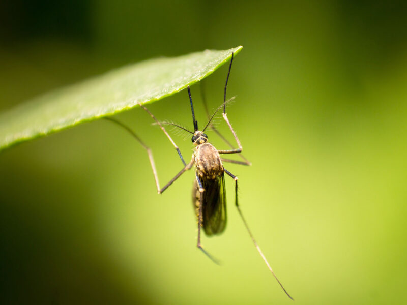 Mosquito Prevention Strategies in Eagle